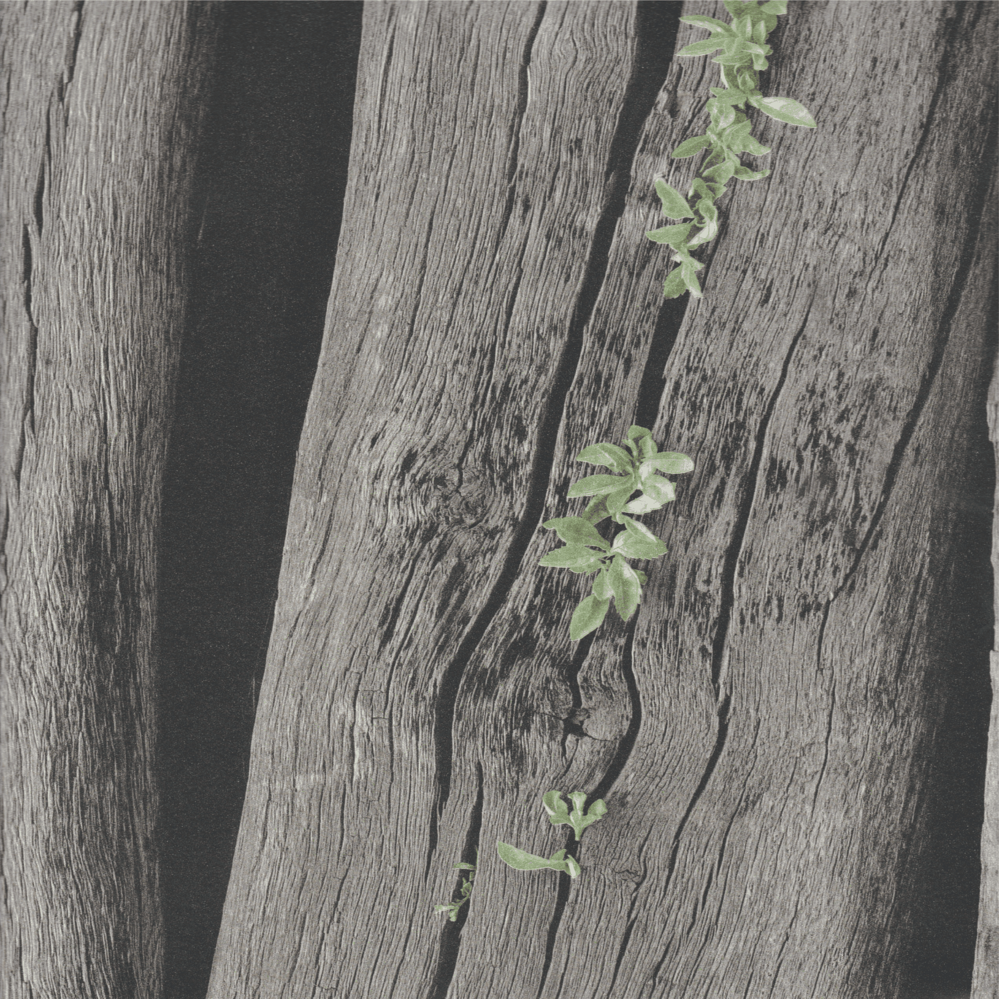 Grey/Green Rustic Wood